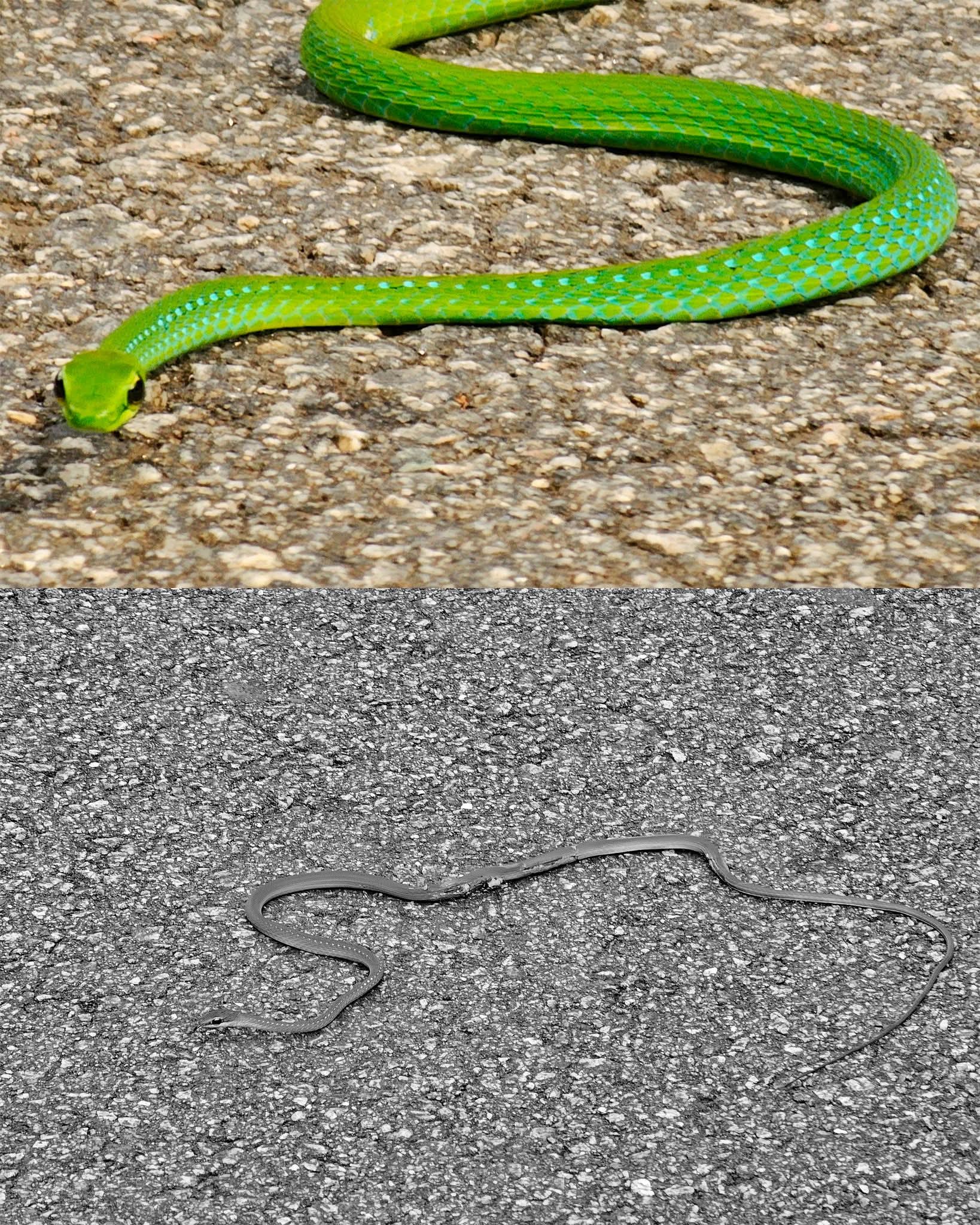 KNUST Mourns Fallen Emerald Snake, Calls for ‘Safe Driving for All — Even the Slithery Ones’
