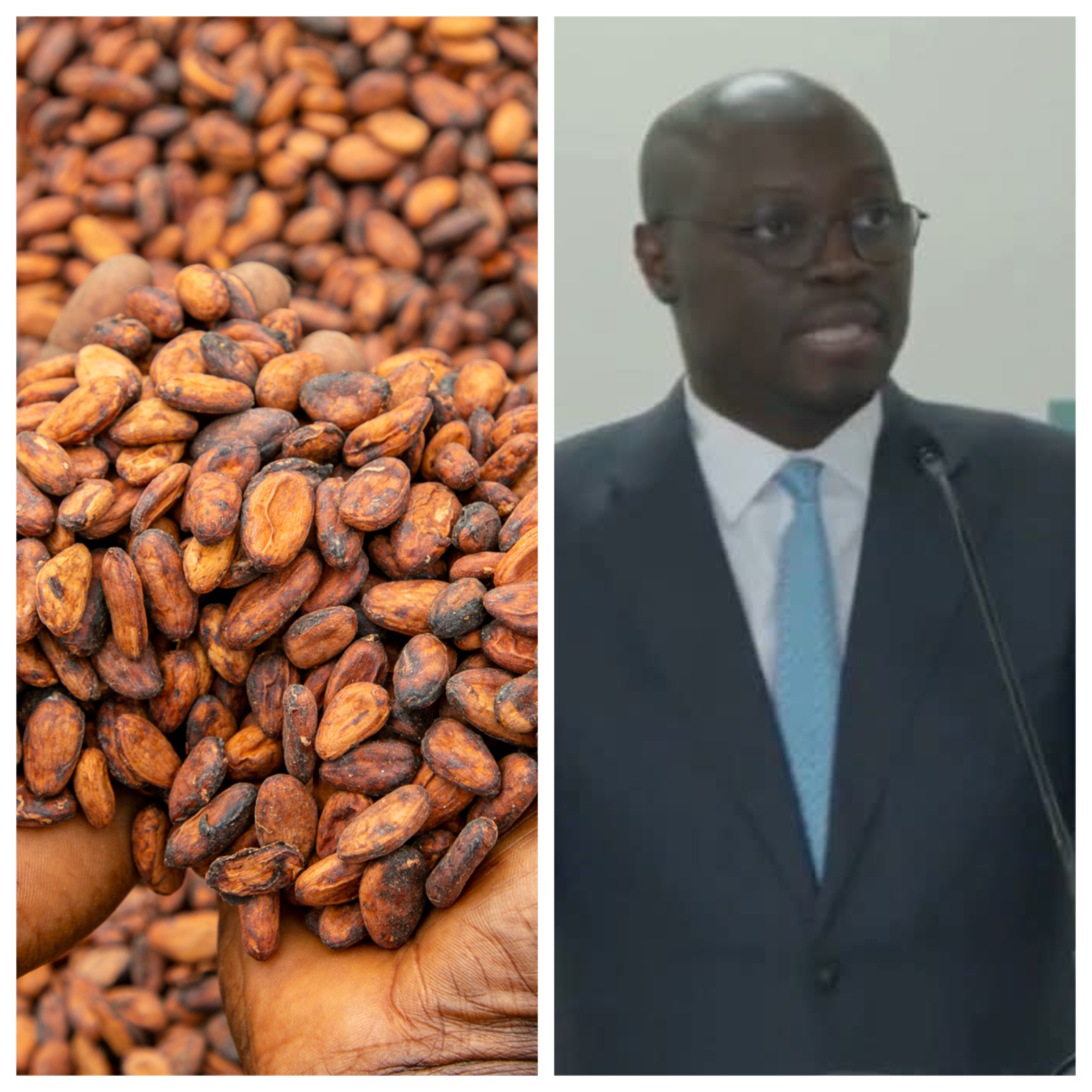 Cocoa Crisis Exposed: How COCOBOD’s Debt, Price Wars and Global Market Shifts Are Hitting Ghanaian Farmers