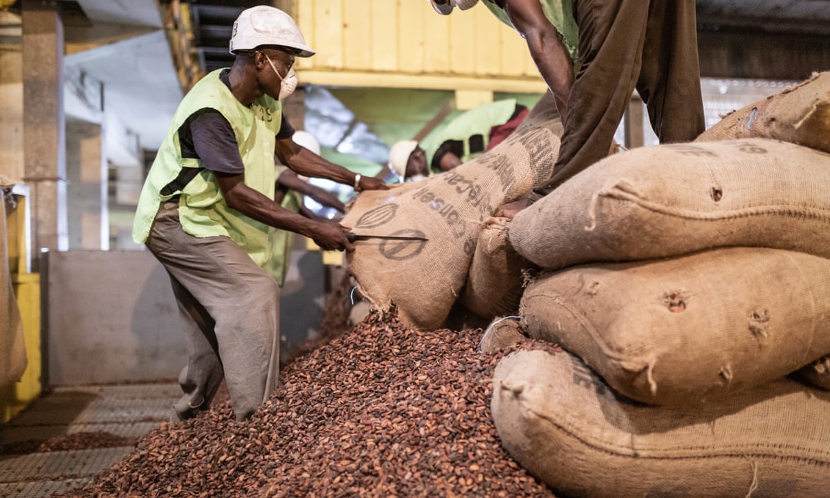 Cocoa Crisis Deepens in Ivory Coast as Unsold Beans Pile Up and Farmers Face Mounting Debts